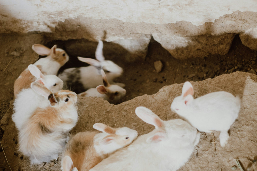 Vegan, cruelty-free, jamais testé sur les animaux